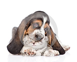 Basset hound puppy playing with kitten. isolated on white background