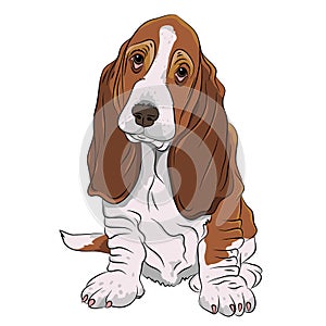 Basset hound puppy realistic