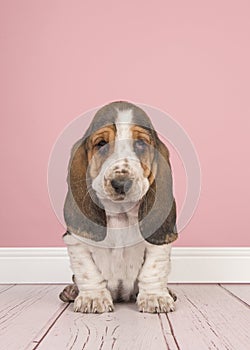 Basset hound puppy sitting looking cute on a pink studio living