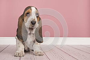 Basset hound puppy sitting in a pink living room setting