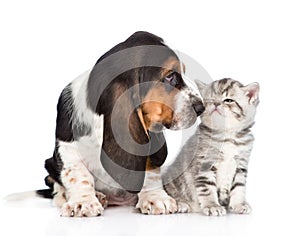 Basset hound puppy sniffs tabby kitten. isolated on white