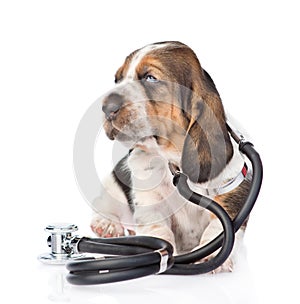 Basset hound puppy with stethoscope on his neck. isolated on white