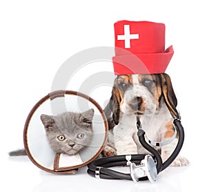 Basset hound puppy with stethoscope on his neck and kitten. isolated