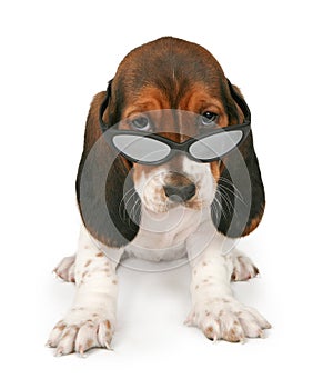 Basset Hound Puppy Wearing Sunglasses