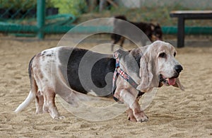 Basset hound relaxing and playing in the park