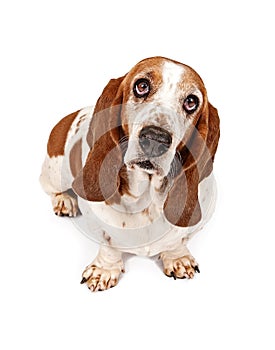 Basset Hound with sad eyes