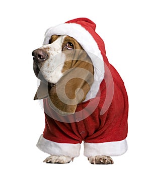 Basset hound in Santa coat, 2 years old