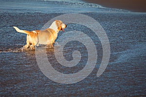 Basset hound by sea