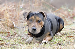 Basset Hound Shepherd mutt dog with tick on forehead