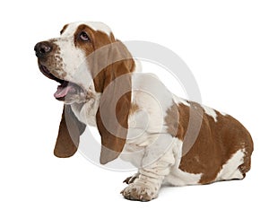 Basset Hound sitting