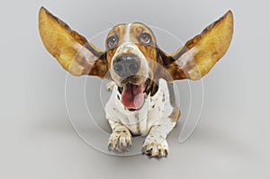 Basset Hound Sitting With Ears Extended