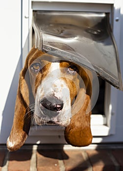 Basset hound sticking head through dog door