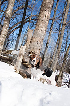 Basset hound in sunny snow