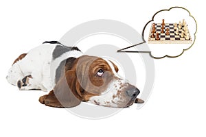 Basset hound thinks about chess