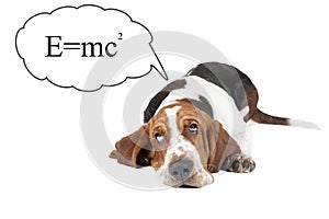 Basset hound thinks about the theory of relativity