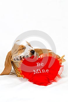 Basset hound Valentine