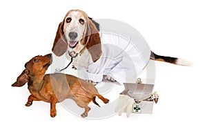Basset Hound Veterinarian With a Patient