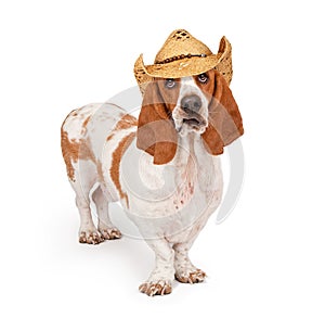 Basset Hound Wearing A Cowboy Hat