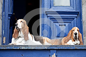 Basset hounds