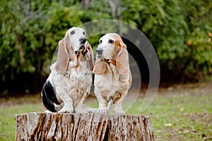 Basset hounds