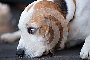 Basset with nose on floor