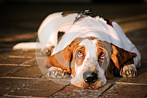 Bassethound