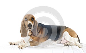 Bassett Hound