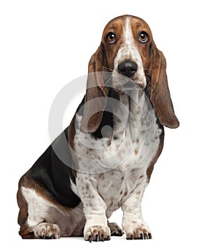 Bassett Hound, 6 years old, sitting