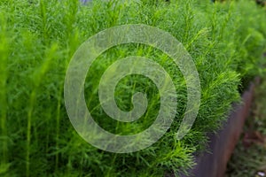 Bassia scoparia or Dogfennel.