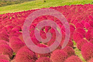 Bassia scoparia in Hitachi Park photo