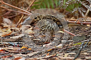 Bassian Thrush - Zoothera lunulata known as the olive-tailed thrush, insectivorous thrush found in southeastern Australia and Tasm