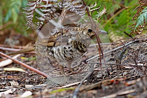 Bassian Thrush - Zoothera lunulata known as the olive-tailed thrush, insectivorous thrush found in southeastern Australia and Tasm