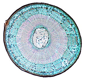 Basswood stem cross section under microscope photo