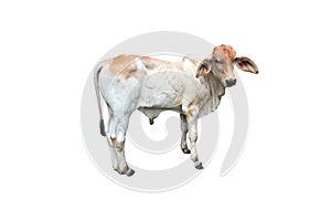 Bastard brahman cattle