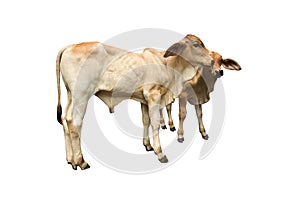 Bastard brahman cattle