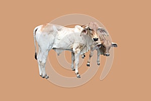 Bastard brahman cattle