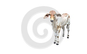 Bastard brahman cattle