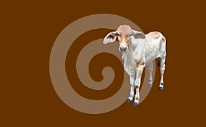 Bastard brahman cattle