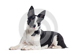 Bastard dog, crossed with a border collie, isolated on white