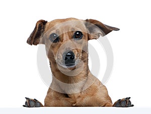 dog in front of white background