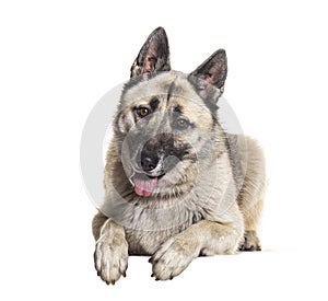 Bastard dog, Malinois cross with Husky, isolated on white