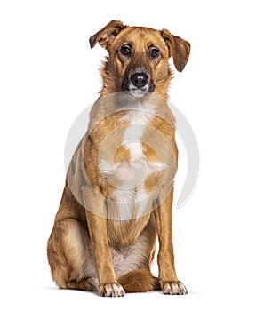 Bastard dog, Malinois cross with labrador retriever, isolated on white photo