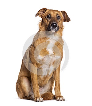 Bastard dog, Malinois cross with labrador retriever, sitting, isolated on white