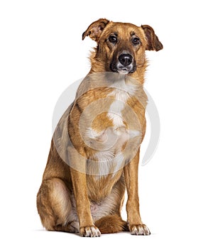 Bastard dog, Malinois cross with labrador retriever, sitting, isolated on white photo