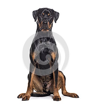 Bastard dog, rottweiler cross with boxer, isolated on white