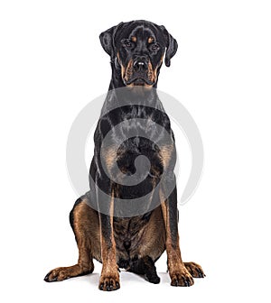 Bastard dog, rottweiler cross with boxer, isolated on white