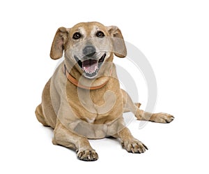 dog sitting in front of white background