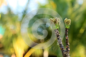 Bastard poom trees, The buds of the trees growing in the garden