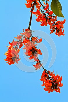 Teak or Flame of the Forest flower