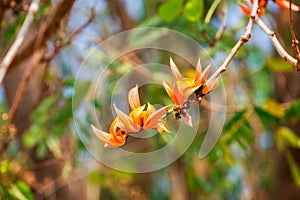 Teak Flower bloom